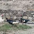 الصورة الأولى