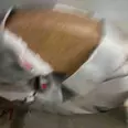 First Image