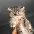 الصورة الأولى