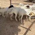 الصورة الأولى