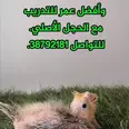 الصورة الأولى