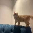 الصورة الأولى