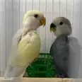 الصورة الأولى