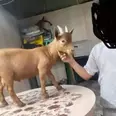 الصورة الأولى