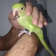 الصورة الأولى