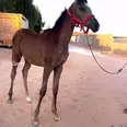 الصورة الأولى