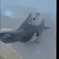 الصورة الأولى