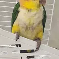 الصورة الأولى