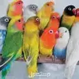 الصورة الأولى