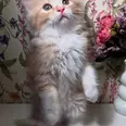 الصورة الأولى