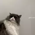 الصورة الأولى