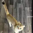 الصورة الأولى