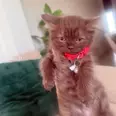 الصورة الأولى