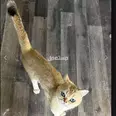 الصورة الأولى