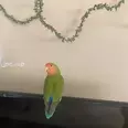 الصورة الأولى