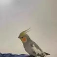 الصورة الأولى