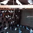 الصورة الأولى