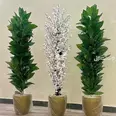 الصورة الأولى