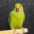 الصورة الأولى