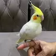 الصورة الأولى