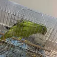 First Image