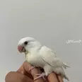 الصورة الأولى