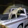 الصورة الأولى