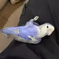 الصورة الأولى