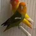 الصورة الأولى
