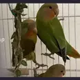 الصورة الأولى