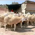 الصورة الأولى