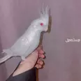 الصورة الأولى