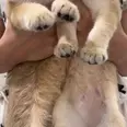 الصورة الأولى