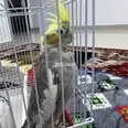 الصورة الأولى