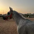 الصورة الأولى
