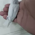 الصورة الأولى
