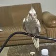 الصورة الأولى