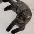 الصورة الأولى