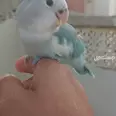 الصورة الأولى