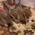 الصورة الأولى