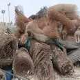 الصورة الأولى