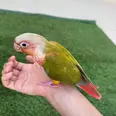 الصورة الأولى