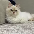 الصورة الأولى