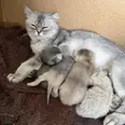 الصورة الأولى
