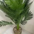 الصورة الأولى