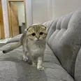 الصورة الأولى