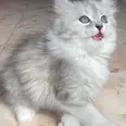 الصورة الأولى