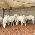 الصورة الأولى