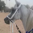 الصورة الأولى