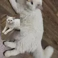 الصورة الأولى